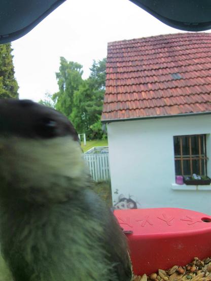 Kleiber im Futterhäuschen