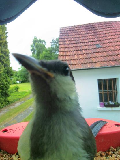 Kleiber im Futterhäuschen