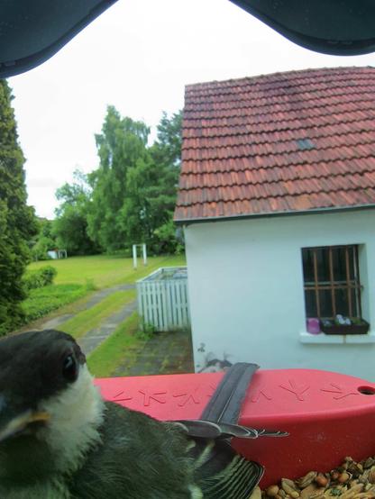 Kleiber im Futterhäuschen