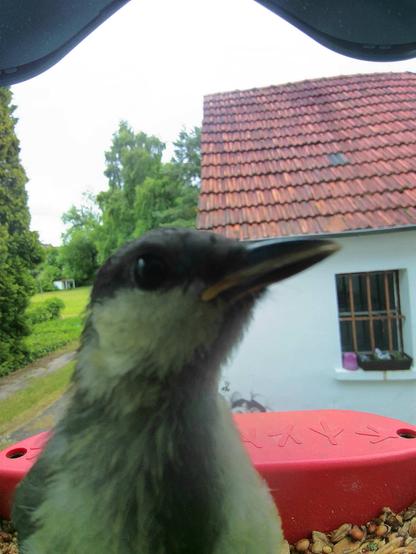 Kleiber im Futterhäuschen