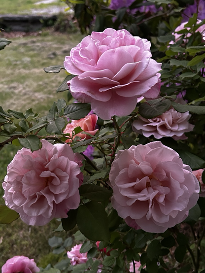Beautiful pink roses at dusk