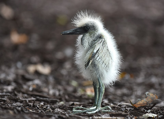 A small bird with a big beak on high legs, its body covered in down rather than feathers, stands on a surface of twigs and soil.