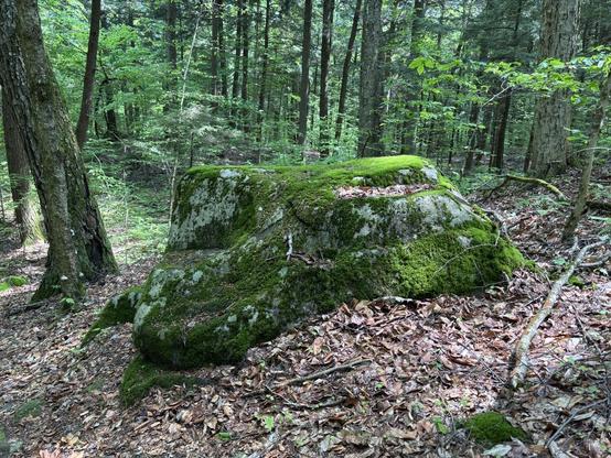 A mossy rock in a forest 