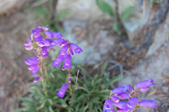 A close-up of purple wildflowers (likely penstemon) growing out of rocky, forested ground near Lake City, Colorado. The flowers have tube-shaped blossoms and are surrounded by green leaves and pine needles.