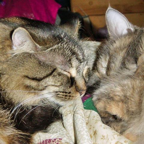 Closeup of a big brown tabby head, eyes blissfully closed as his not rests on a quilt very near a little kitten head with patchy dilute tortoiseshell kitten, eyes closed.