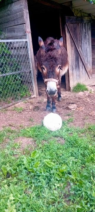Goliath regardant le ballon un peu triste