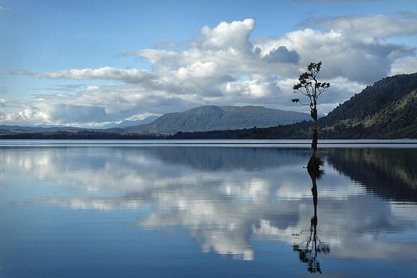 A mirror blank, blue lake with mountains in mid and back ground. A lonely tree sticks out of the water foreground to the right with its roots partially visible. Large Cumulus clouds reflect in the lake.