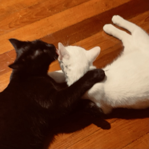 A black cat hugs and kisses the ear of a white cat, on a wooden floor.