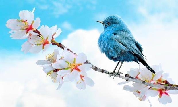 A pretty blue bird sitting on a flowered branch 
