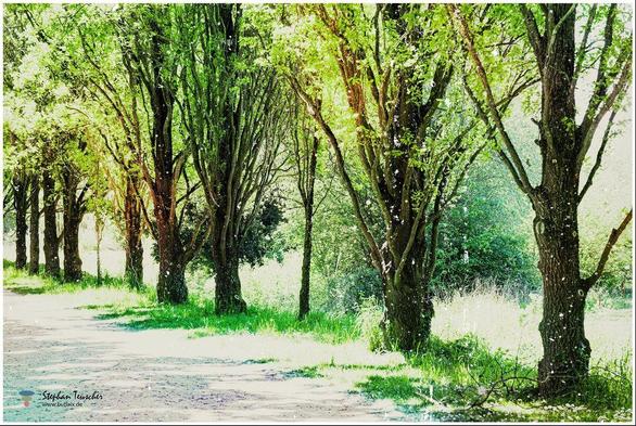 Ein sonniger Weg führt an einer Allee aus hohen, dicht belaubten Bäumen entlang. Das Licht fällt durch die Blätter, es herrscht eine friedliche, grüne Waldatmosphäre.
