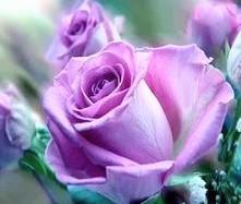 Beautiful lavender colored roses