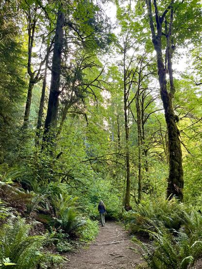 Hiker with long hair walks along a dirt path through underbrush of mostly big sword ferns and above, towering maple and conifer trees. 