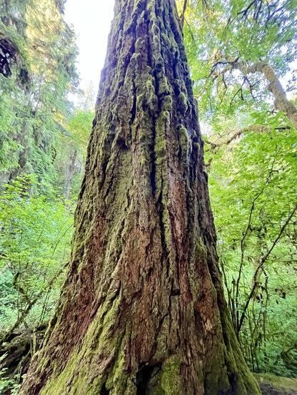 Close photo of the wide trunk of a very old Douglas fir tree, with thick,  gnarly, furrowed, mossy bark. In the background are very green bushes and deciduous trees.