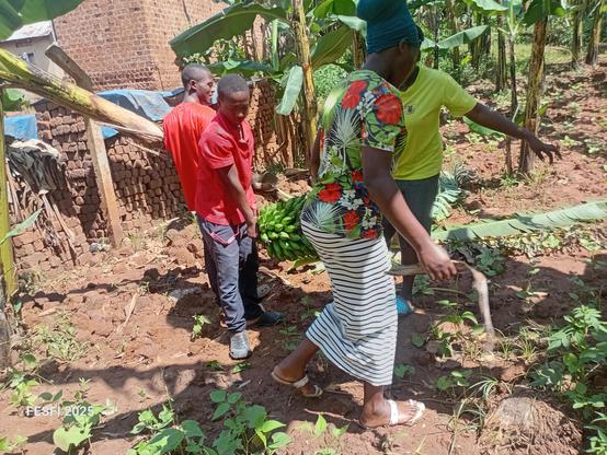 Young farmers harvesting bananas from the banana plantation