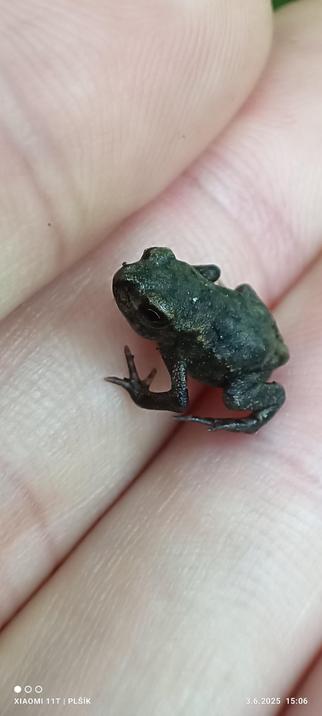The photo shows a small frog sitting on the palm of a human hand. The frog has a vaguely green colour similar to the shade of moss.