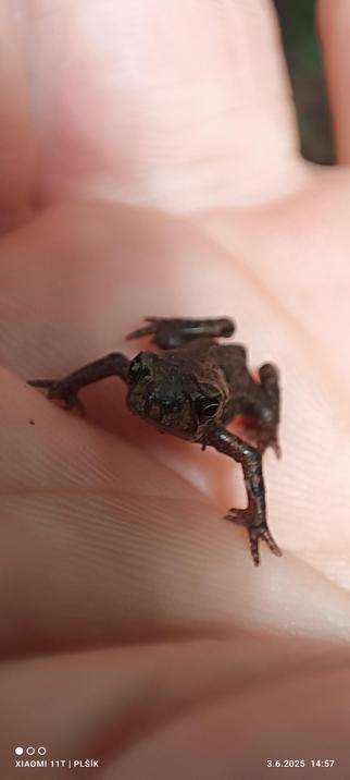 The photo shows a small frog sitting on the finger of a human hand. The frog is brown in color and is looking into the camera with big eyes.