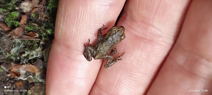 The photo shows a small frog sitting on the finger of a human hand. The frog is brown in color.