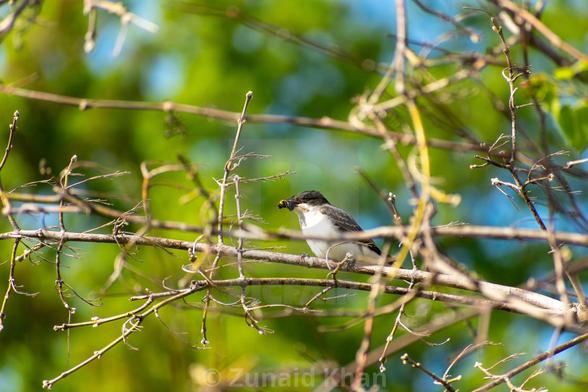 Eastern Kingbird perched on tree branch with its insect catch.