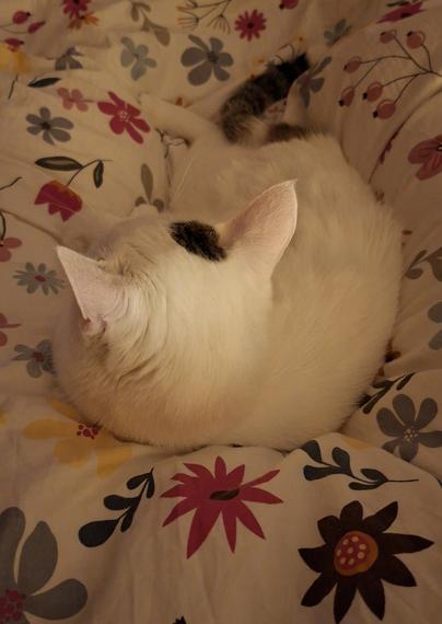Weisse katze schläft auf blumendecke