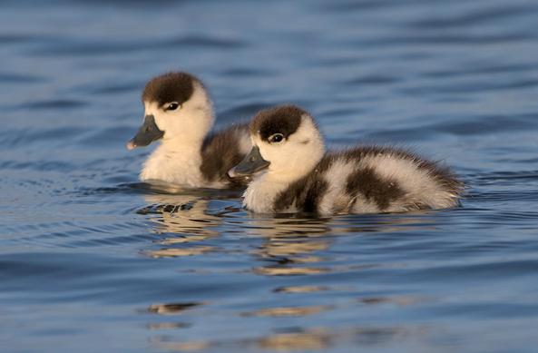 Twee jonge eendjes zwart wit gevlekt met een zwart petje en witte hals zwemmen naast elkaar in licht van de laaghangende avondzon.