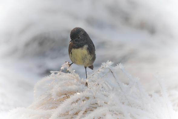 A South Island Robin stands perched on snow covered grass 