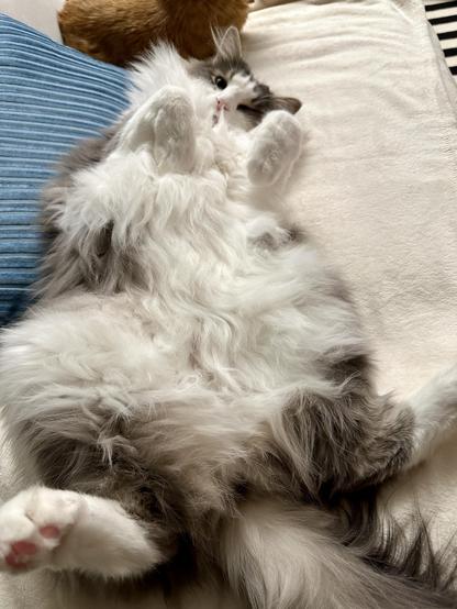 Thor, a fluffy grey and white bicolor half-Ragdoll cat, lying on his back and displaying his luxuriously fuzzy belly, with his back feet in the foreground. A turquoise pillow is next to him on the grey sofa with a cream blanket on the seat cushions. It is safe to snorgle that belly. 