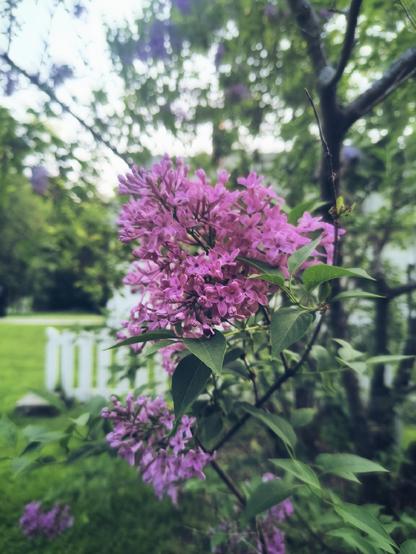 Acercamiento a un árbol de lilas; al fondo, una barda blanca y tonos verdes de pasto y otros árboles.