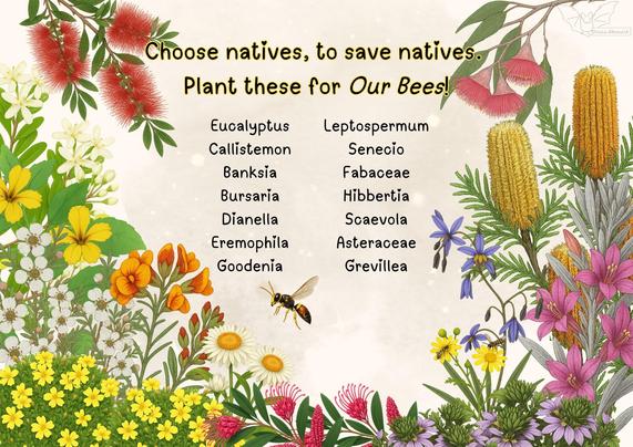 Text:
Choose natives, to save natives
Plant these for our bees !

Eucalyptus.    Leoptospermum. 
Callistemon.  Senecio.
Banksia.         Fabaceae.
Bursaria.         Hibbertia.
Dianella.         Scaevola.
Eremophila.   Asteraceae
Goodenia.      Grevillea.