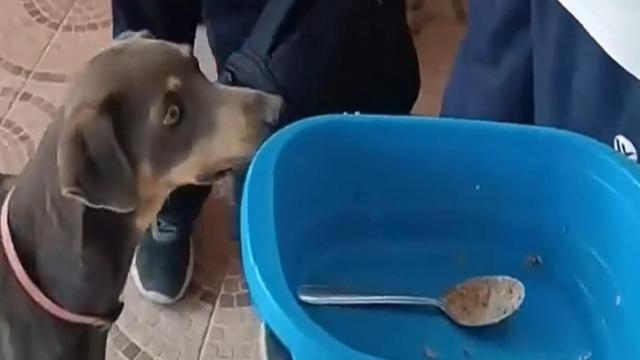 Peruvian Boy Brings Pet Dog to School Seeking Food Amid Family Hardship