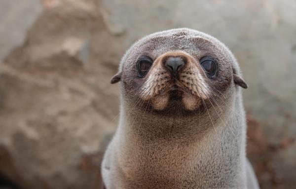A NZ fur seal pup in front of rock.
