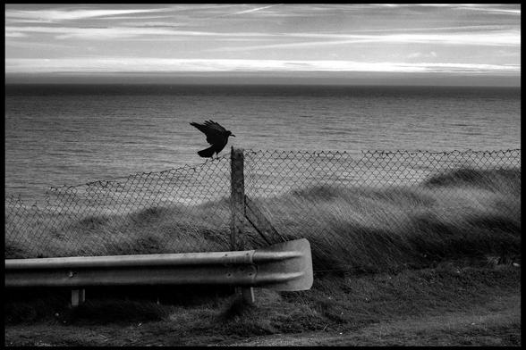 Un corbeau se tient, ailes ouvertes, sur une clôture grillagée. Derrière lui, la mer et l’horizon. Le ciel, qui représente un quart de l’image, est parcouru de nuages qui le zèbrent de lignes blanches. Au premier plan, au bas de la photo, un chemin et un bout de glissière sur la gauche. 