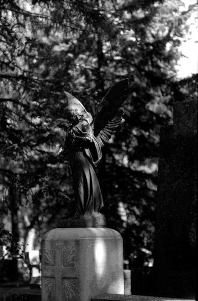 A stone angel statue standing in the partial shadows of the fir trees.