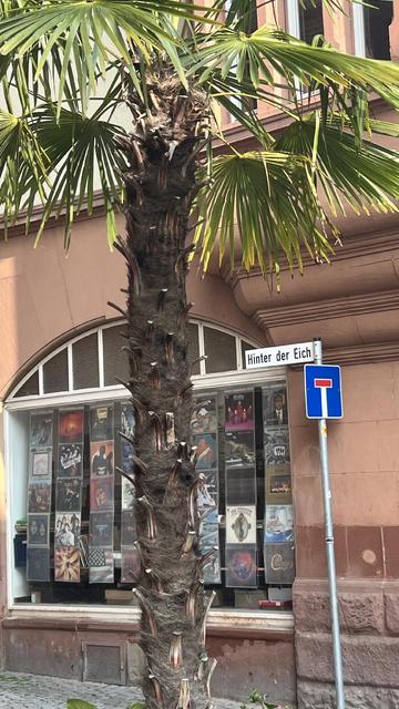 Palme vor einem Strassenschild „Hinter der Eiche“