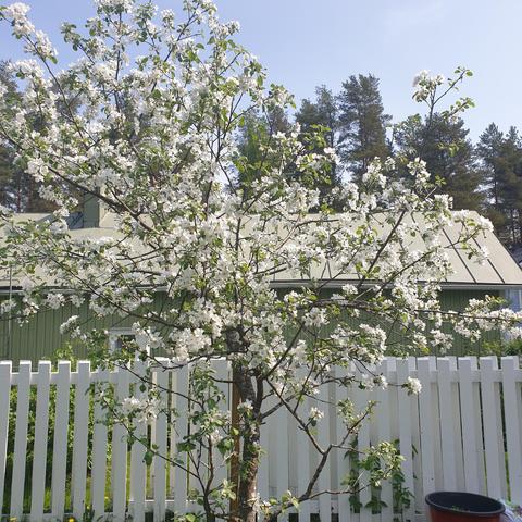 An apple tree in full bloom with white flowers