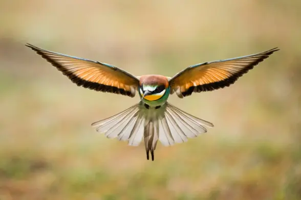 A bee-eater hunts in Bursa, Turkey.