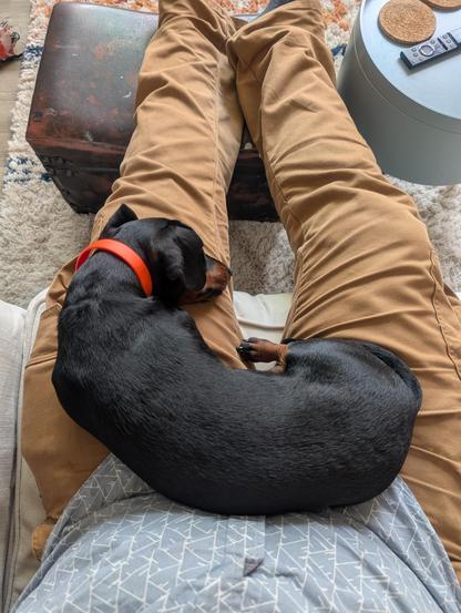 A black dachshund dog is curled up asleep on a person's lap. The person is wearing tan pants and a light gray and white patterned shirt.  Part of a wooden chest and a gray side table are visible in the background.