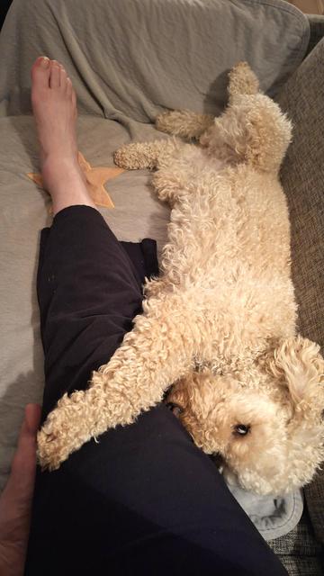 Ausgestrektes Bein auf Sofa. Ein cremefarbener Pudel mit lockigem Fell kuschelt sich an und schaut keck in die Kamera