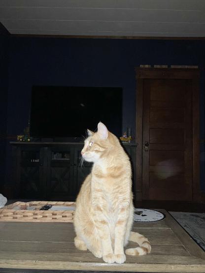 Squeak, a ginger Tabby, gives a sidelong glance while he waits on his den table for his morning dollop of cream.
