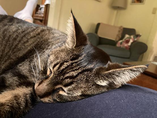 A cat