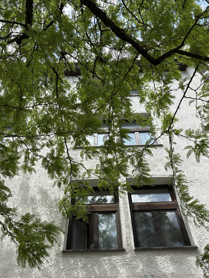 Fenster auf Fassade, davor grüne Zweige 