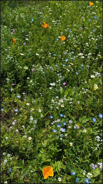 A lush patch of wildflowers in the colors white, blue, purple, yellow and orange. There is a well camouflaged butterfly fluttering by.