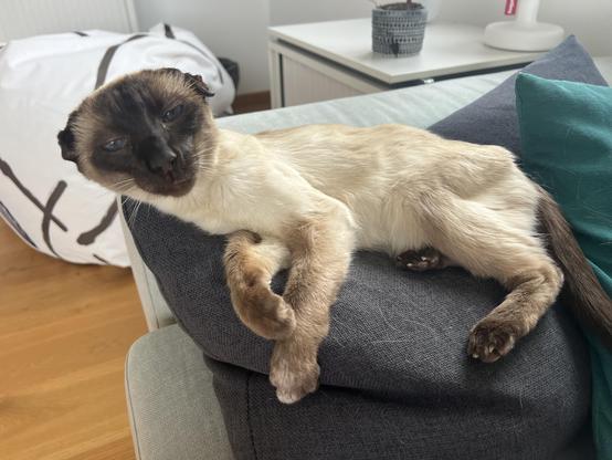 Shana (17), siamese cat laying on a pillow on the couch, which was deemed a suitable "sleeping spot of the week"