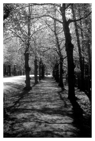 A walkway to main gate of Kalevankangas cemetery, Tampere, lined by trees with fresh spring leaves.
