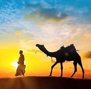 A Man walking in the sunset in the desert leading a camel with a saddle and carrying provisions 