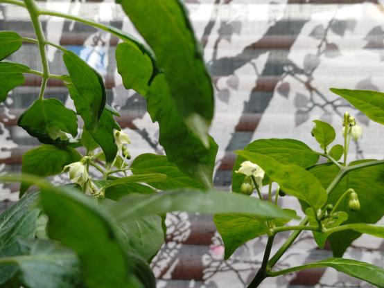 Chili plant leaves and few small white flowers and buds with blinders as background.