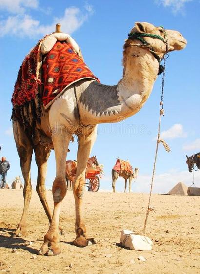 Beautifully ready to ride camels tied up waiting in the desert 