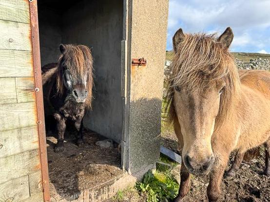 Shetland pony in shed. Icelandic horse not in shed.