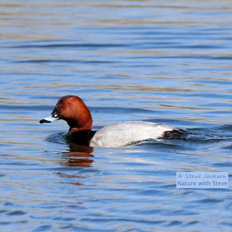 Photo of a male Pochard, swimming fast towards the left of the image. His beak is pale blue with a black tip and base (or is it black with a pale blue middle?), his head is a dark orange colour, his eye is red with a black pupil, and his body is black at the front and rear, with grey-coloured flanks, wings and back in between.