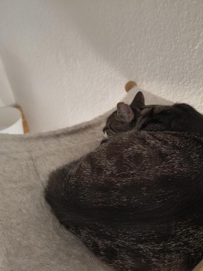 Sleeping Jasper