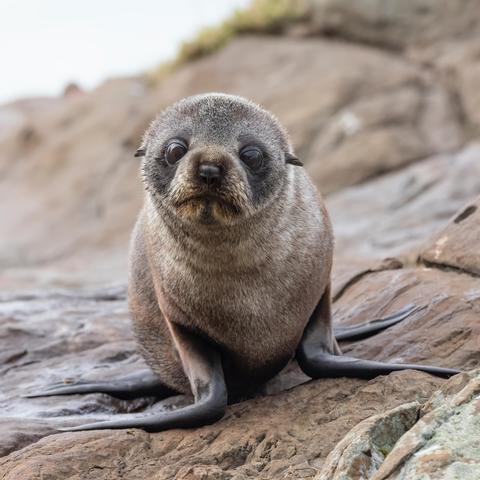 A seal pup staring straight into the camera as it rests on rocks